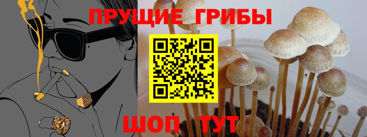 Псилоцибиновые грибы Psilocybe  Вход с VPN  Полысаево 